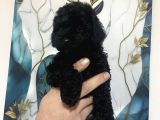 A Kalite Tatlı Toy Poodle Bebekler