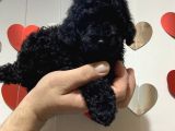 A Kalite Tatlı Toy Poodle Bebekler