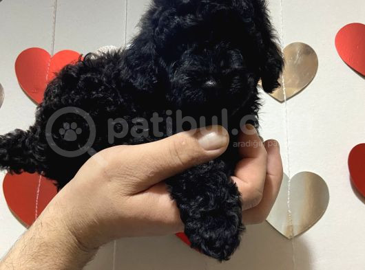 A Kalite Tatlı Toy Poodle Bebekler görsel