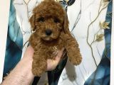 A Kalite Tatlı Toy Poodle Bebekler