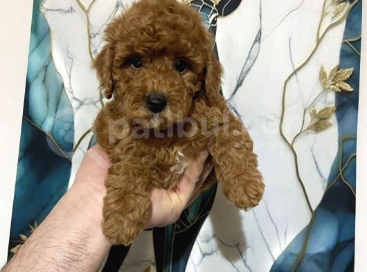 A Kalite Tatlı Toy Poodle Bebekler görsel