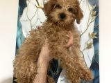 A Kalite Tatlı Toy Poodle Bebekler