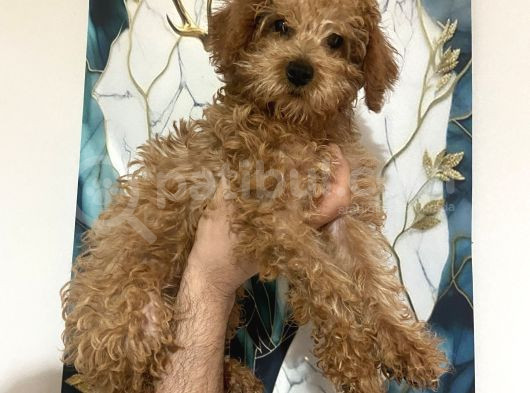 A Kalite Tatlı Toy Poodle Bebekler görsel