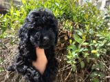 A kalite tatlı toy poodle bebekler