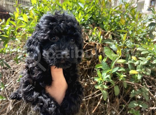 A Kalite Tatlı Toy Poodle Bebekler