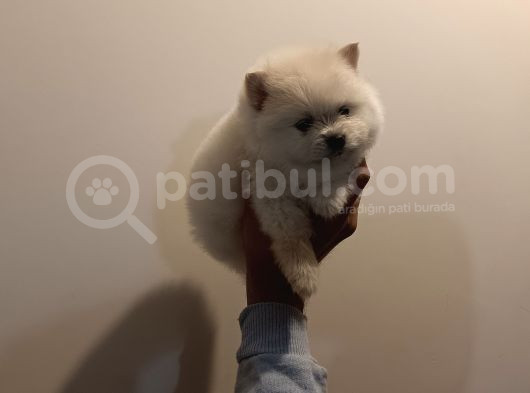 En Uygun Pomerian