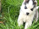 Eğitimli Husky Bebekler