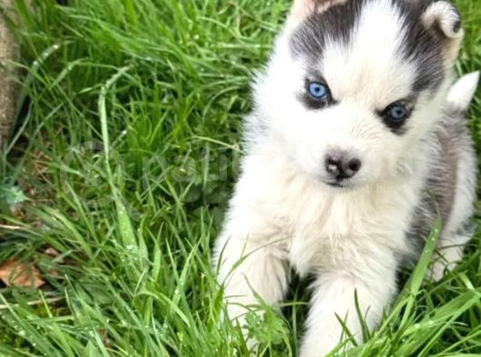 Eğitimli Husky Bebekler görsel