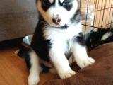 Eğitimli husky bebekler