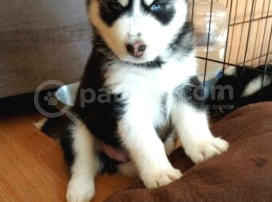 Eğitimli Husky Bebekler