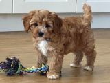 Eğitimli mini maltipoo bebekleri