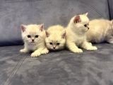 Özel Renk Lynx Poi̇nt Bri̇ti̇sh Shorthai̇r Yavrulari