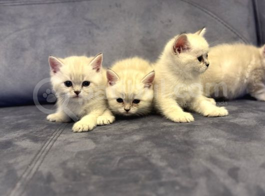 Özel Renk Lynx Poi̇nt Bri̇ti̇sh Shorthai̇r Yavrulari görsel