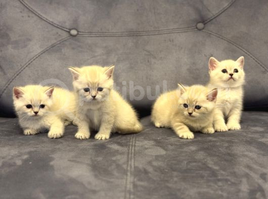 Özel Renk Lynx Poi̇nt Bri̇ti̇sh Shorthai̇r Yavrulari görsel