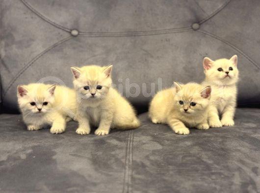 Özel Renk Lynx Poi̇nt Bri̇ti̇sh Shorthai̇r Yavrulari görsel