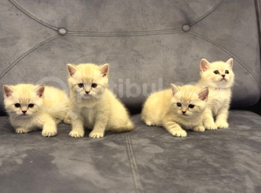 Özel Renk Lynx Poi̇nt Bri̇ti̇sh Shorthai̇r Yavrulari görsel