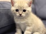ÖZEL RENK LYNX POİNT BRİTİSH SHORTHAİR YAVRULARI