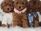 Dark brown  toy poodle yavrular 