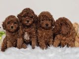 Orijinal toy poodle yavrular 