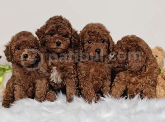 Orijinal toy poodle yavrular 