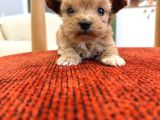 Minik Maltipoo