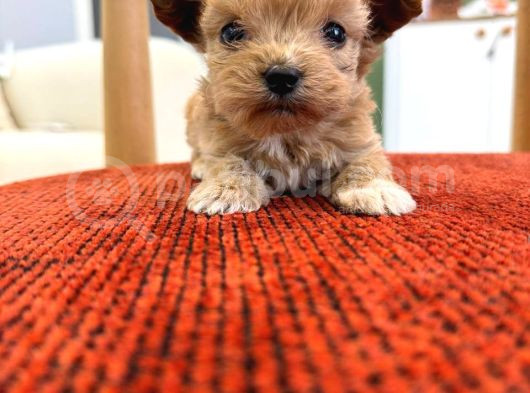 Minik Maltipoo görsel