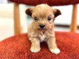Minik Maltipoo