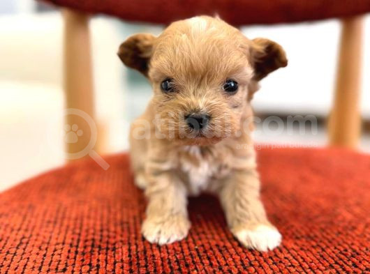 Minik Maltipoo görsel