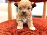 Minik Maltipoo