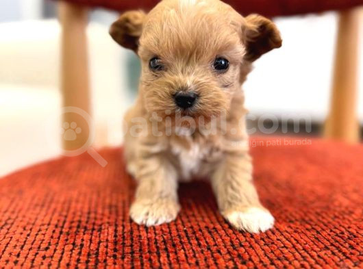 Minik Maltipoo görsel