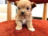 Minik maltipoo