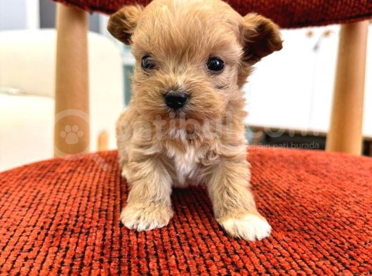 Minik Maltipoo