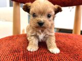 Minik Maltipoo