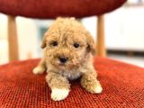 Kıvırcık maltipoo