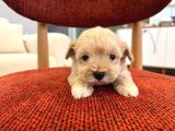 Maltipoo