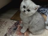 Minik Kız