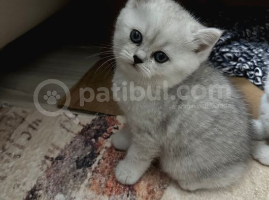 Minik Kız görsel