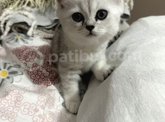 Minik Kız görsel
