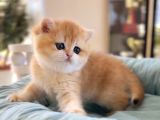 British Shorthair Golden Ny12 Ny11 By12
