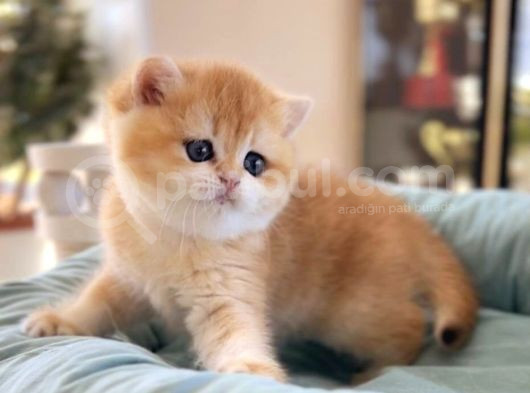 British Shorthair Golden Ny12 Ny11 By12 görsel