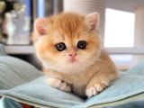 British Shorthair Golden Ny12 Ny11 By12