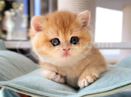 British Shorthair Golden Ny12 Ny11 By12 görsel