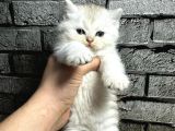 BRİTİSH LONGHAİR GOLDEN POİNT DİŞİ