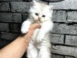 Bri̇ti̇sh Longhai̇r Golden Poi̇nt Di̇şi̇