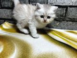 Bri̇ti̇sh Longhai̇r Golden Poi̇nt Di̇şi̇