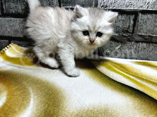 Bri̇ti̇sh Longhai̇r Golden Poi̇nt Di̇şi̇ görsel