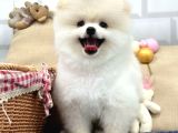 GÜLEN SURAT POMERANİAN BOO