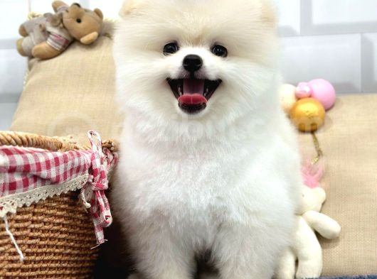 Gülen Surat Pomerani̇an Boo