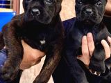 siyah ve tiger cane corsa arayanlar