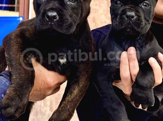 Siyah Ve Tiger Cane Corsa Arayanlar
